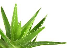 ALOE  VERA L